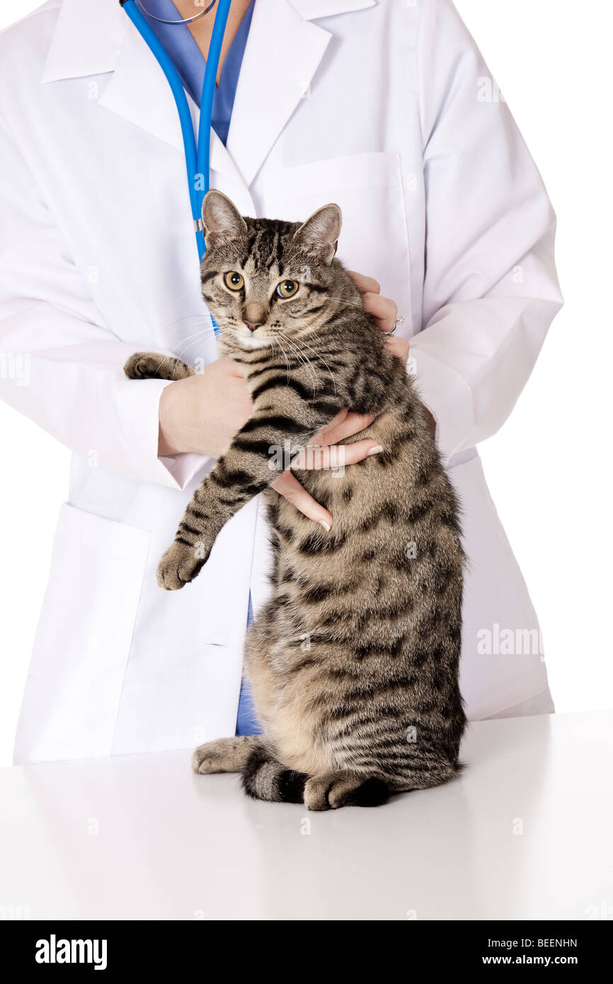 Bella donna caucasica veterinario esaminando un gattino Foto Stock