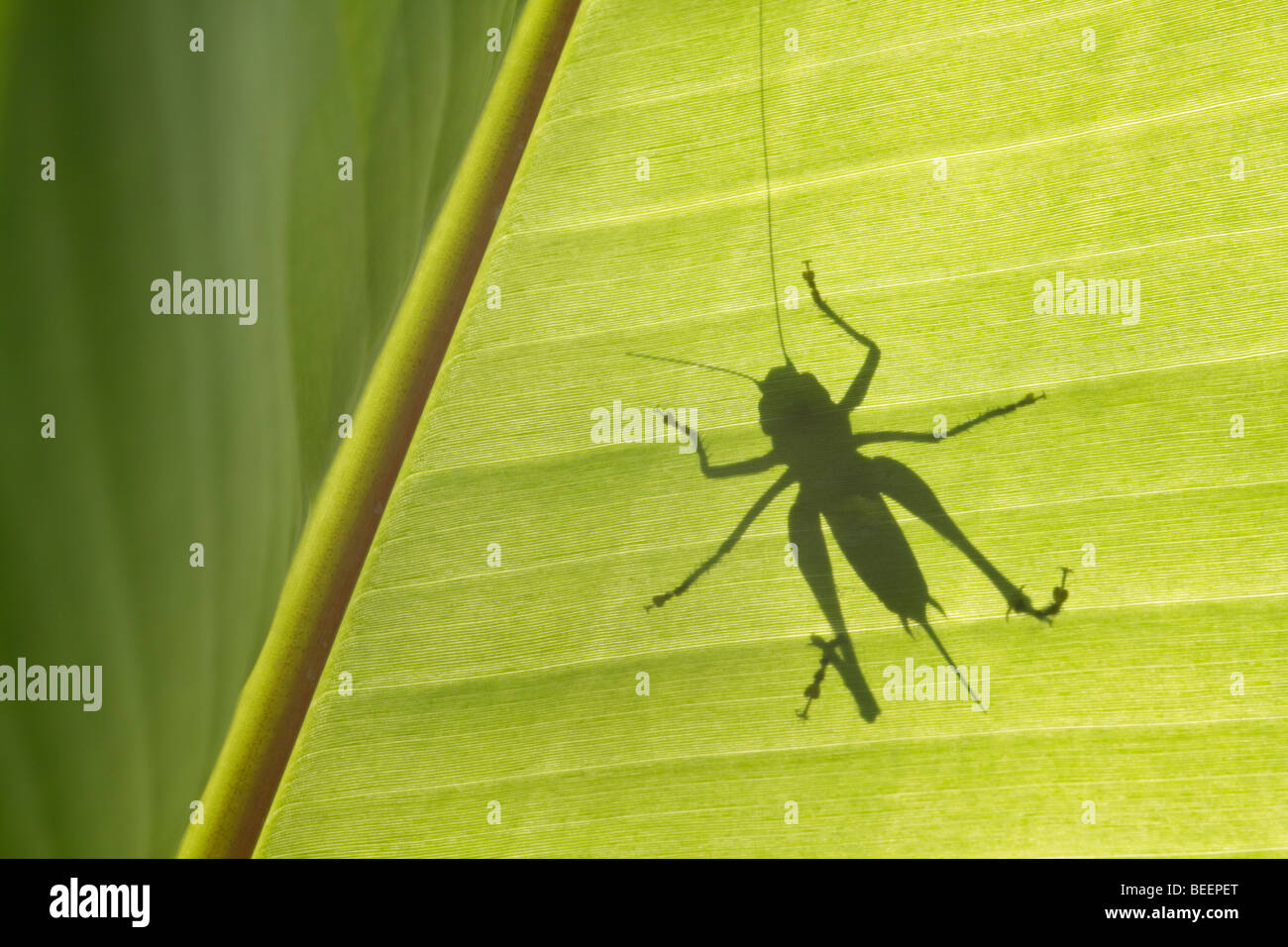 Bush Cricket visto attraverso la foglia di banana Foto Stock