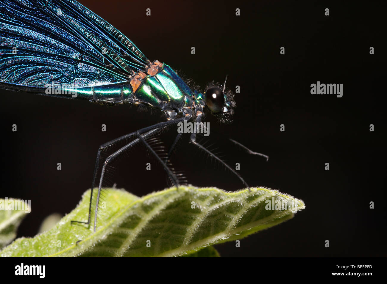 Close up dei maschi di belle demoiselle in Grecia Foto Stock