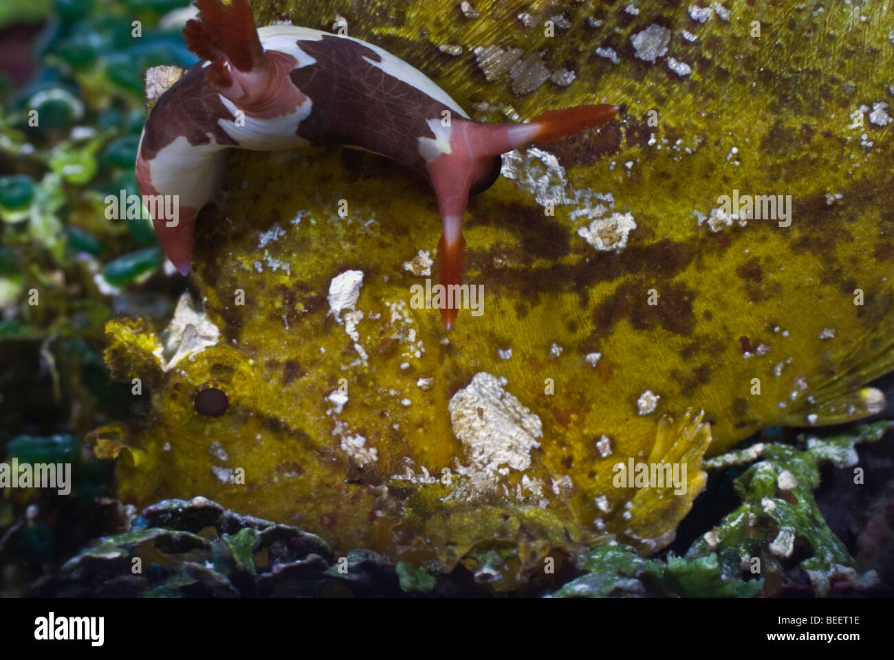 Nudibranch arrampicata su una leaffish sotto l'acqua. Foto Stock