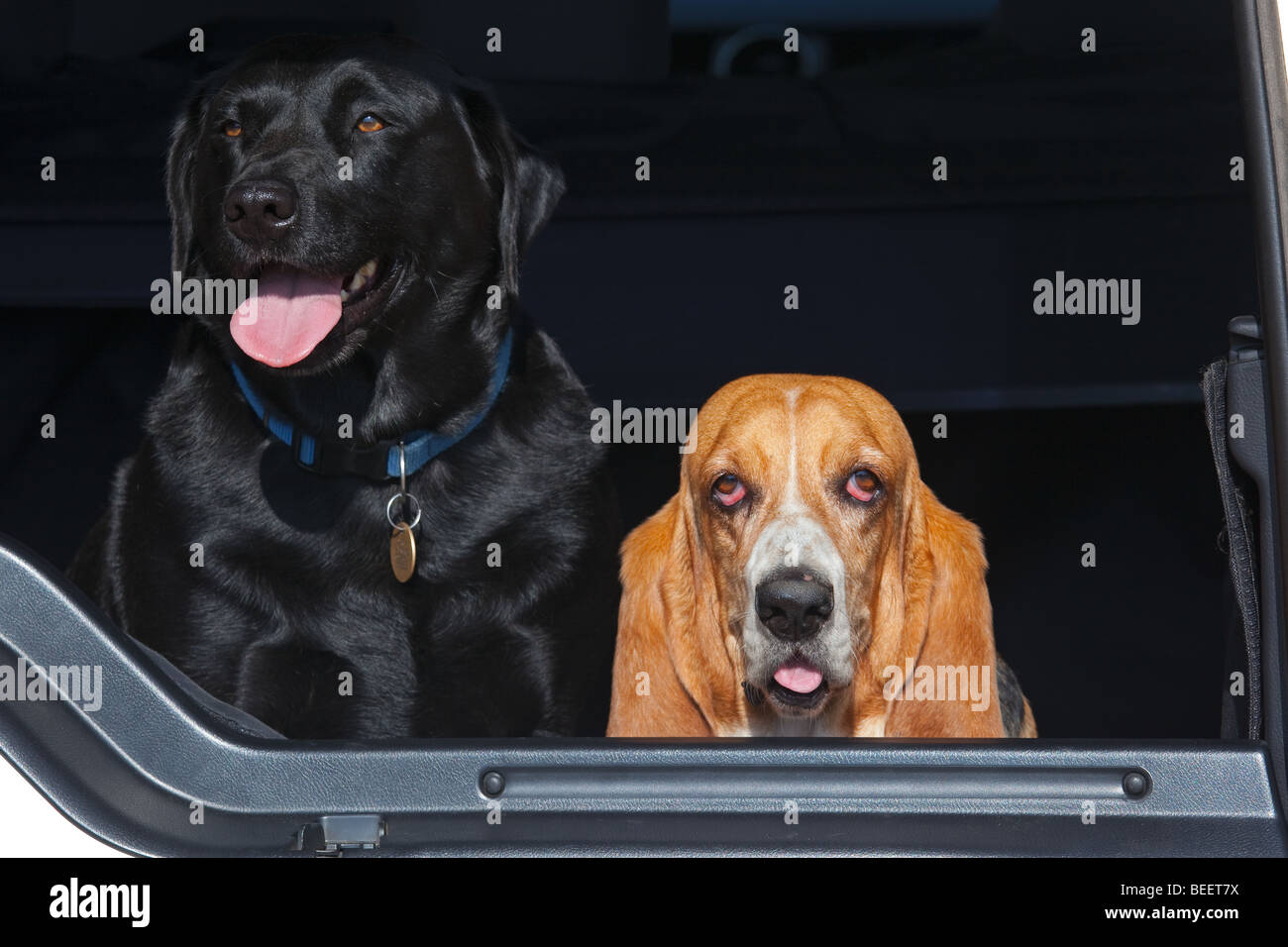 Il Pet Basset Hound del ritratto e del labrador nero Foto Stock