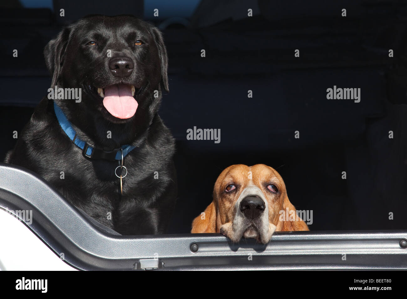 Il Pet Basset Hound del ritratto e del labrador nero Foto Stock