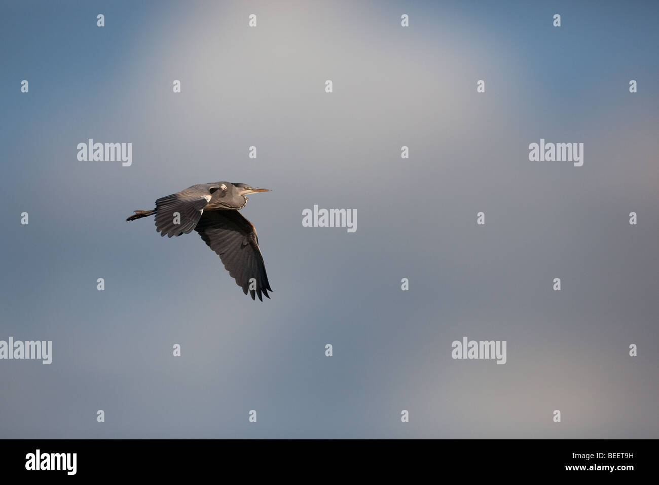 Airone cenerino Ardea cinerea in volo Foto Stock