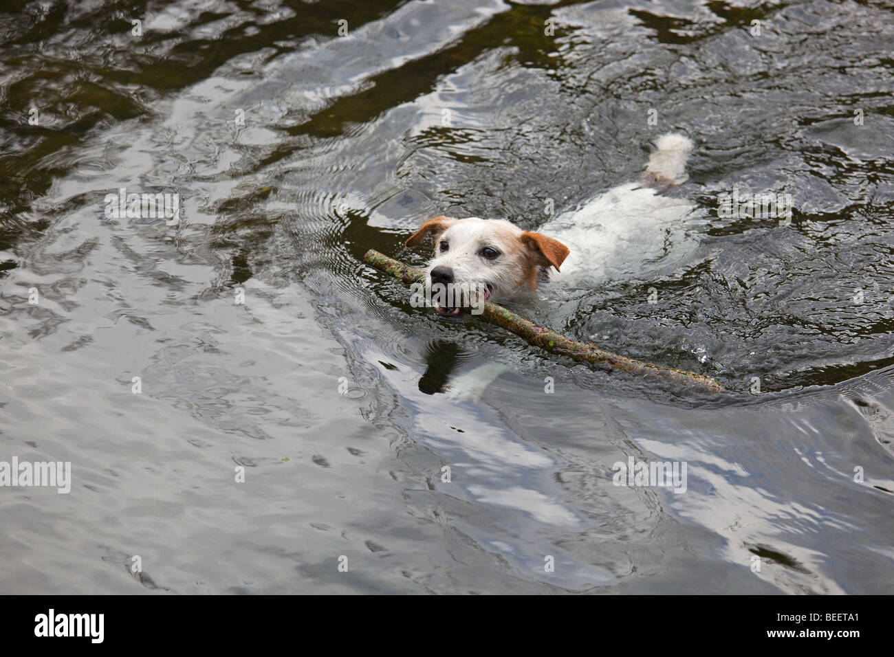 Jack Russell Terrier richiamo Stick Foto Stock
