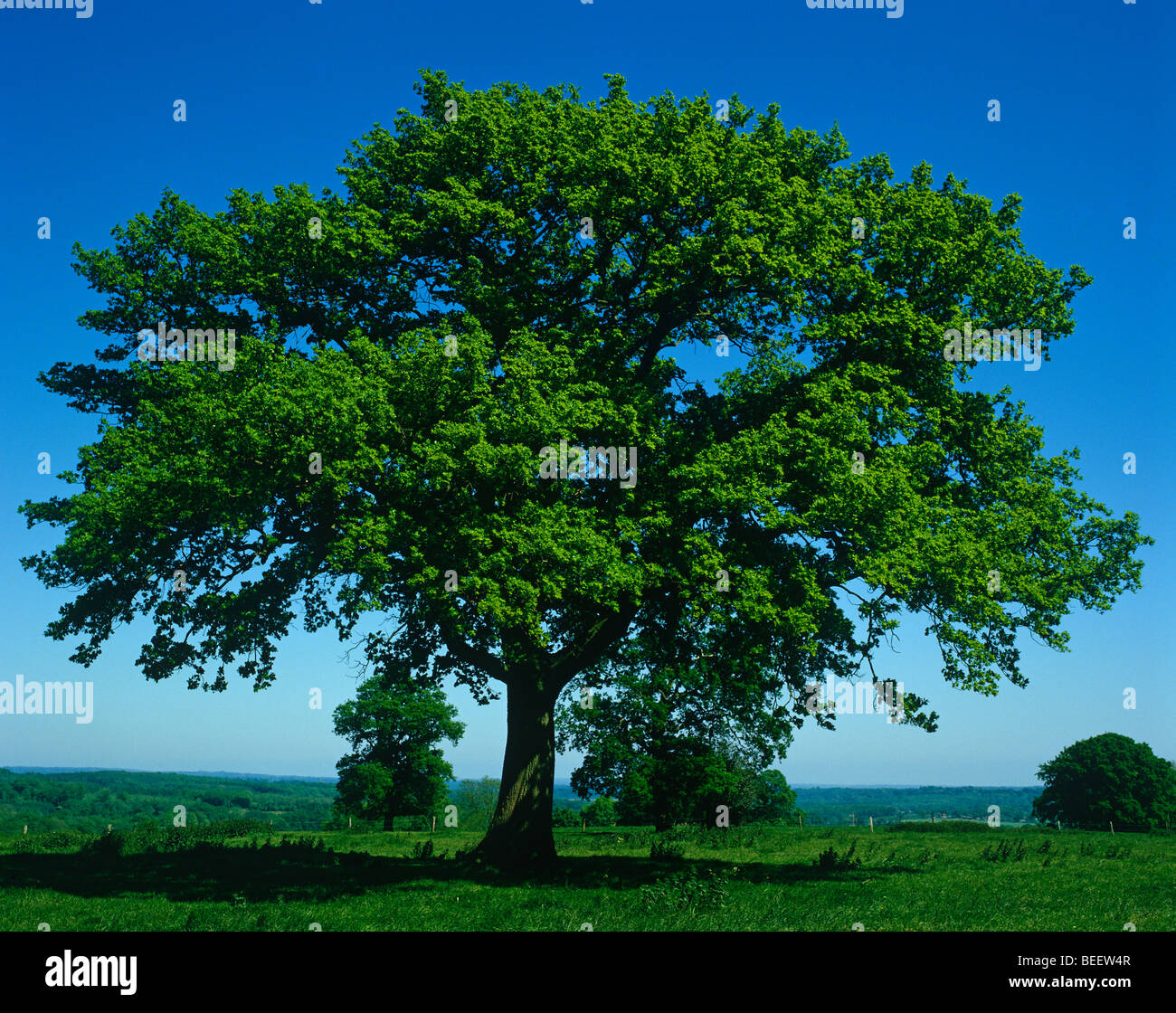 Singolo albero Foto Stock