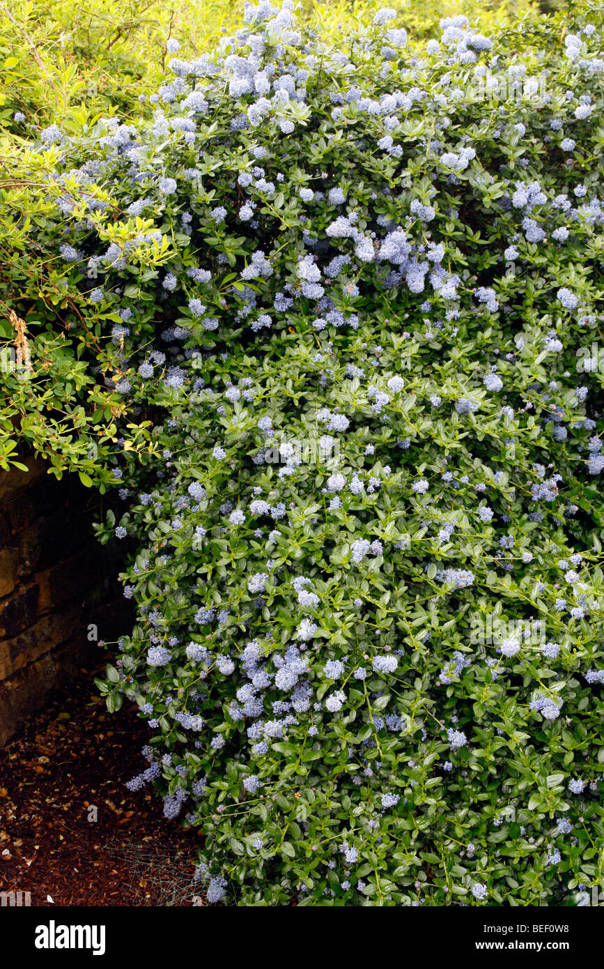 Ceanothus Thyrsiflorus Repens - Set Di 2 – FloraStore - 12