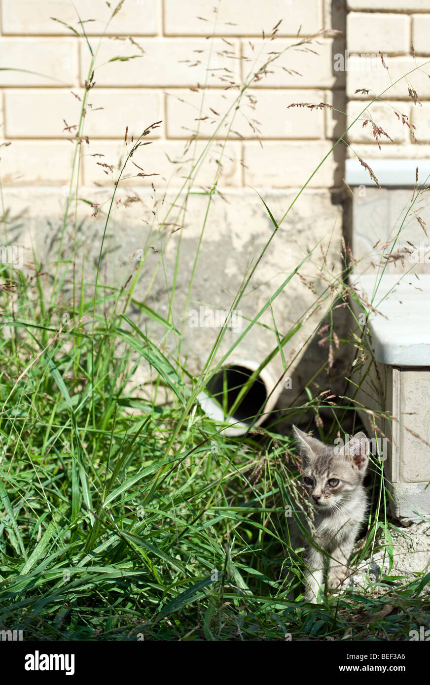Gattino con malattia infettiva in strada in Grecia Foto Stock