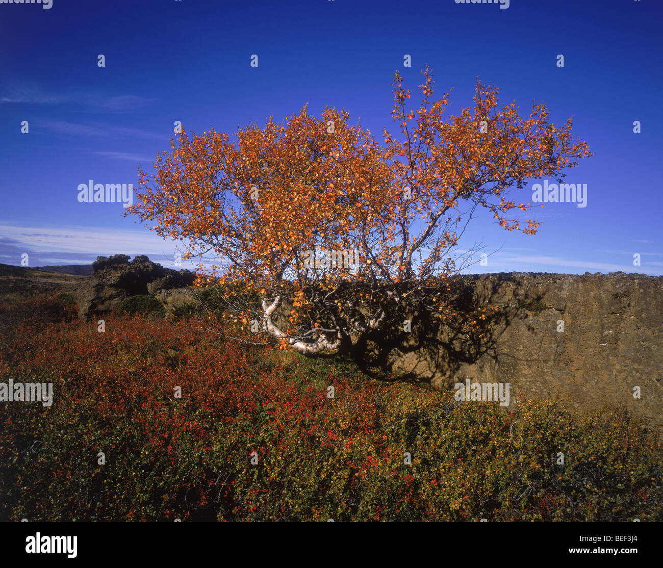 Un albero che cresce vicino a un vulcano nel Burfellshraun campo di lava, Islanda Foto Stock