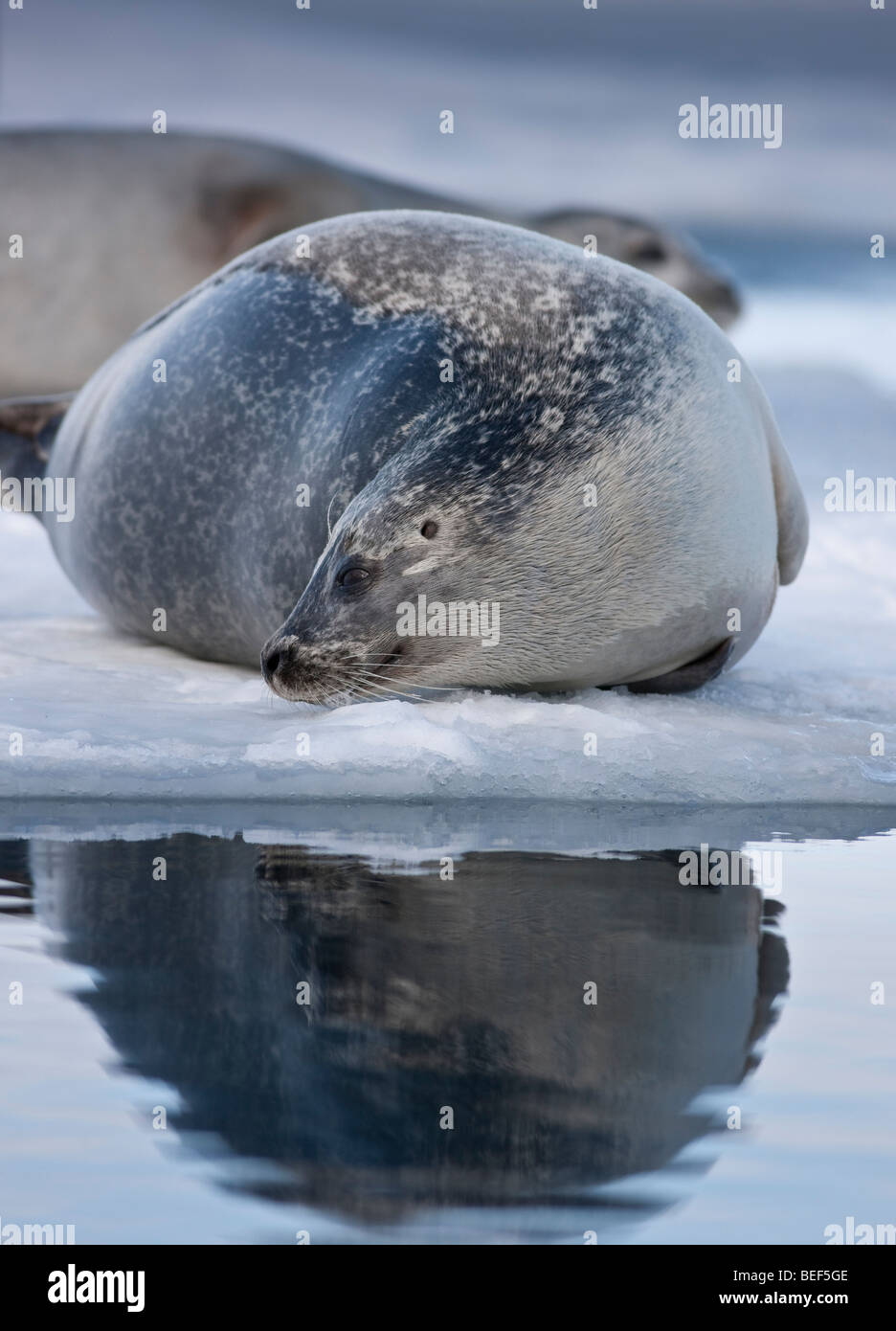 Guarnizioni di tenuta a prendere il sole a Jokulsarlon laguna glaciale, Islanda Foto Stock