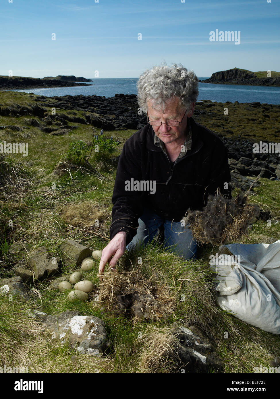 Agricoltore momentaneamente la rimozione di Eider duck le uova dal nido per sostituire le piume verso il basso con il fieno, Western Islanda Foto Stock