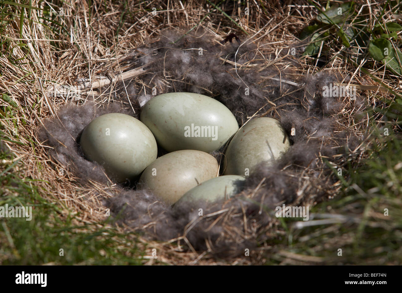 Eider duck uova nel nido, Islanda Foto Stock