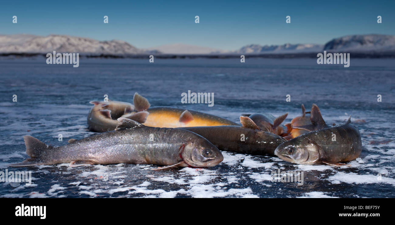 Trota artica, la pesca sul ghiaccio del Lago Thingvellir, Islanda Foto Stock
