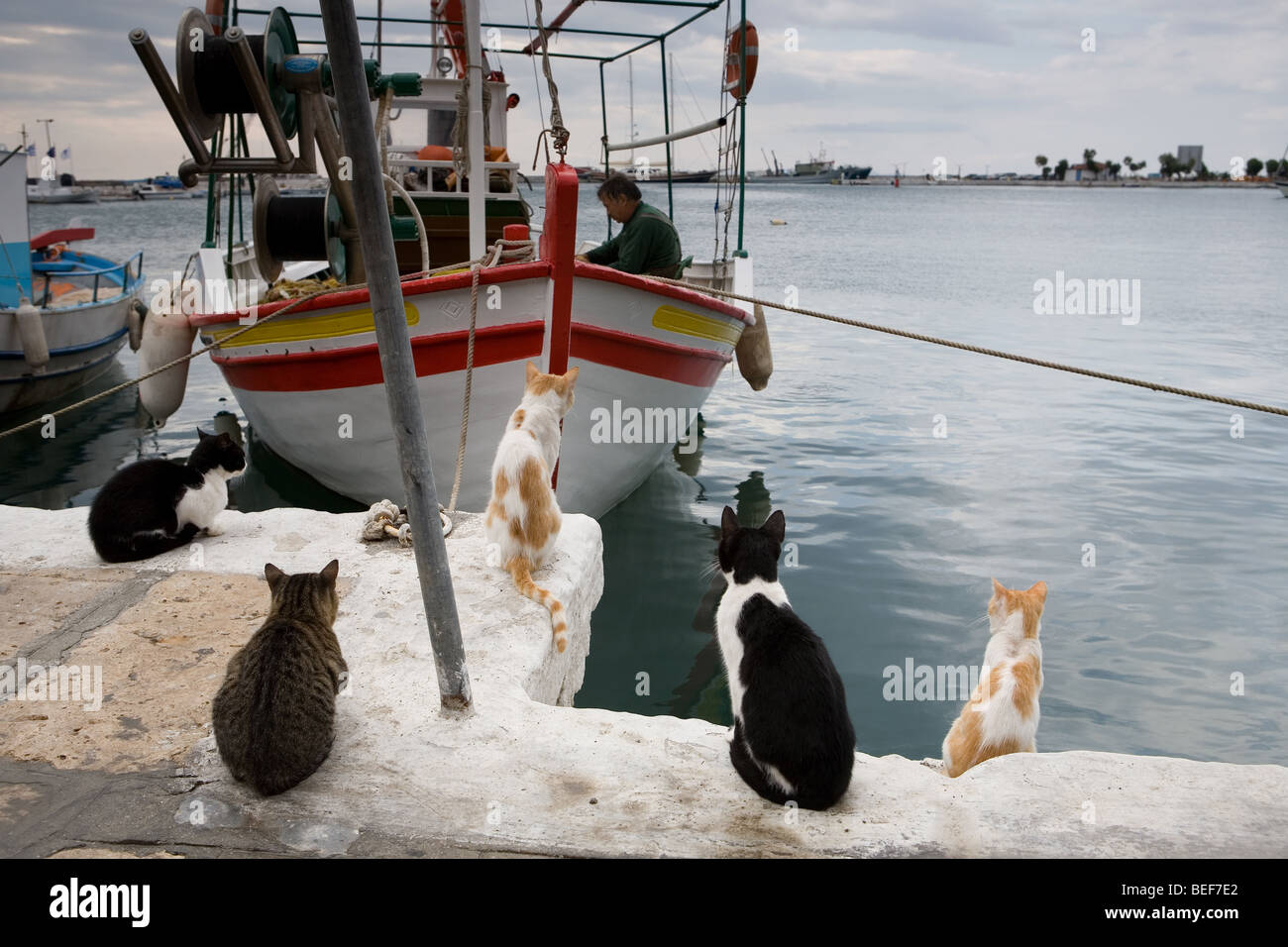 Hungry Cats attendere per avere un po' di pesce Foto Stock