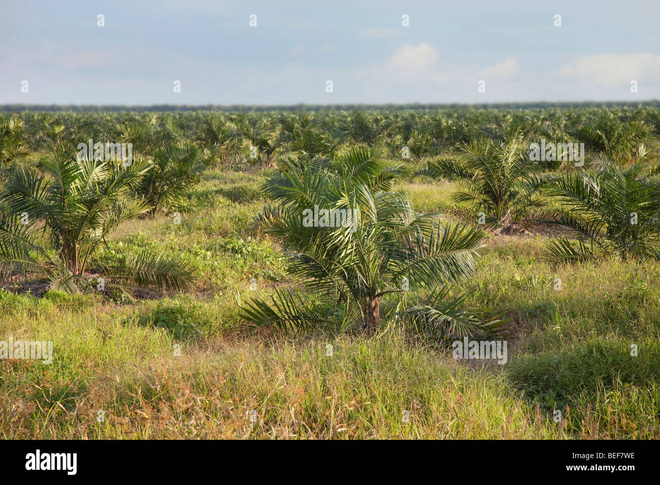Olio di palma plantation, Malaysia Foto Stock
