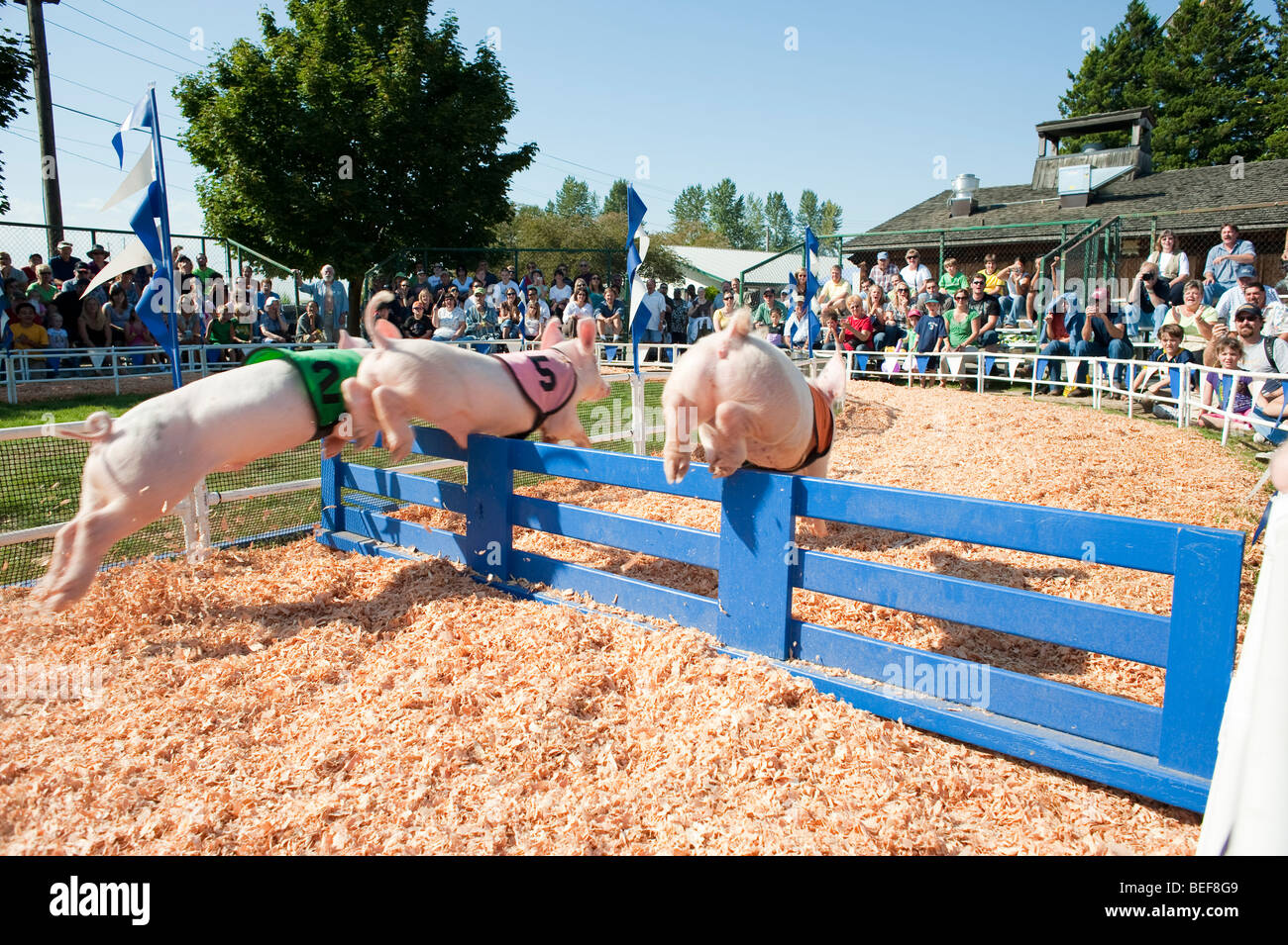 Gare di maiale all'Evergreen State Fair a platee godendo le gare Monroe Stato di Washington STATI UNITI D'AMERICA Foto Stock