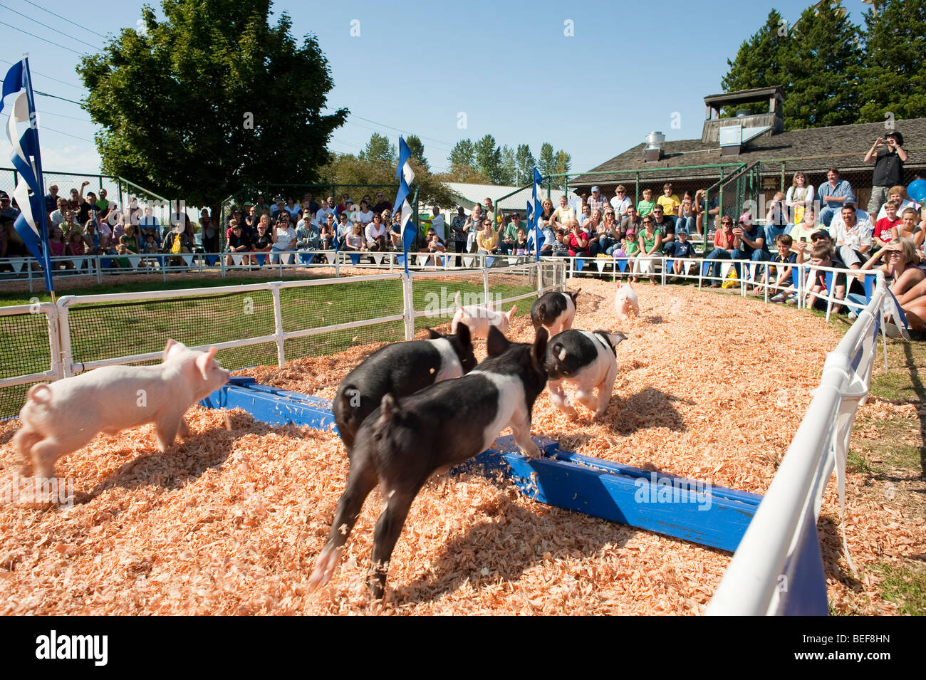 Gare di maiale all'Evergreen State Fair a platee godendo le gare Monroe Stato di Washington STATI UNITI D'AMERICA Foto Stock