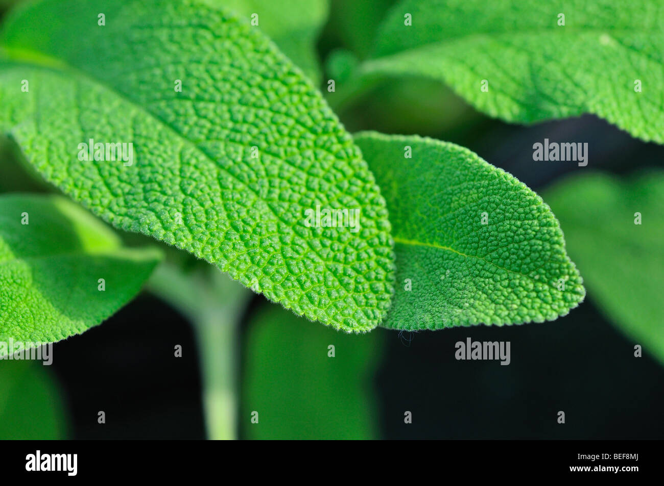 Vene di foglia di salvia herb close up,verde Foto Stock