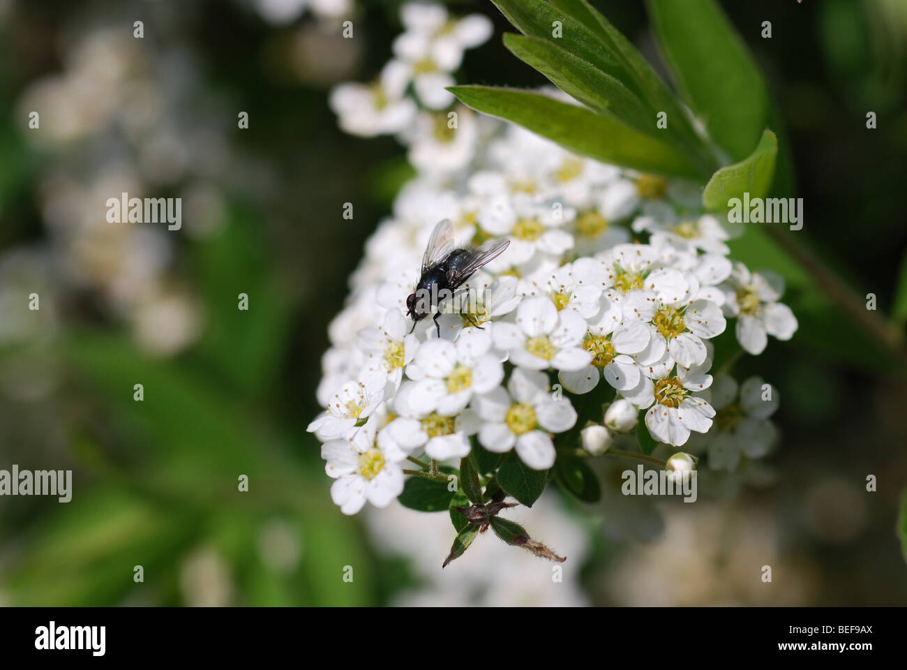 Fly seduto su una Spiraea x cinerea Grefsheim fiore Foto Stock