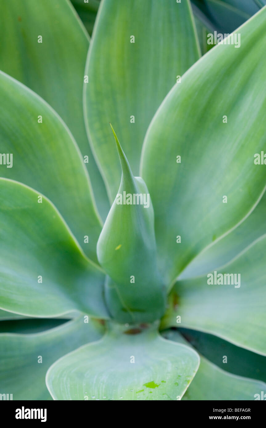 Pianta di giardino in Spagna Foto Stock