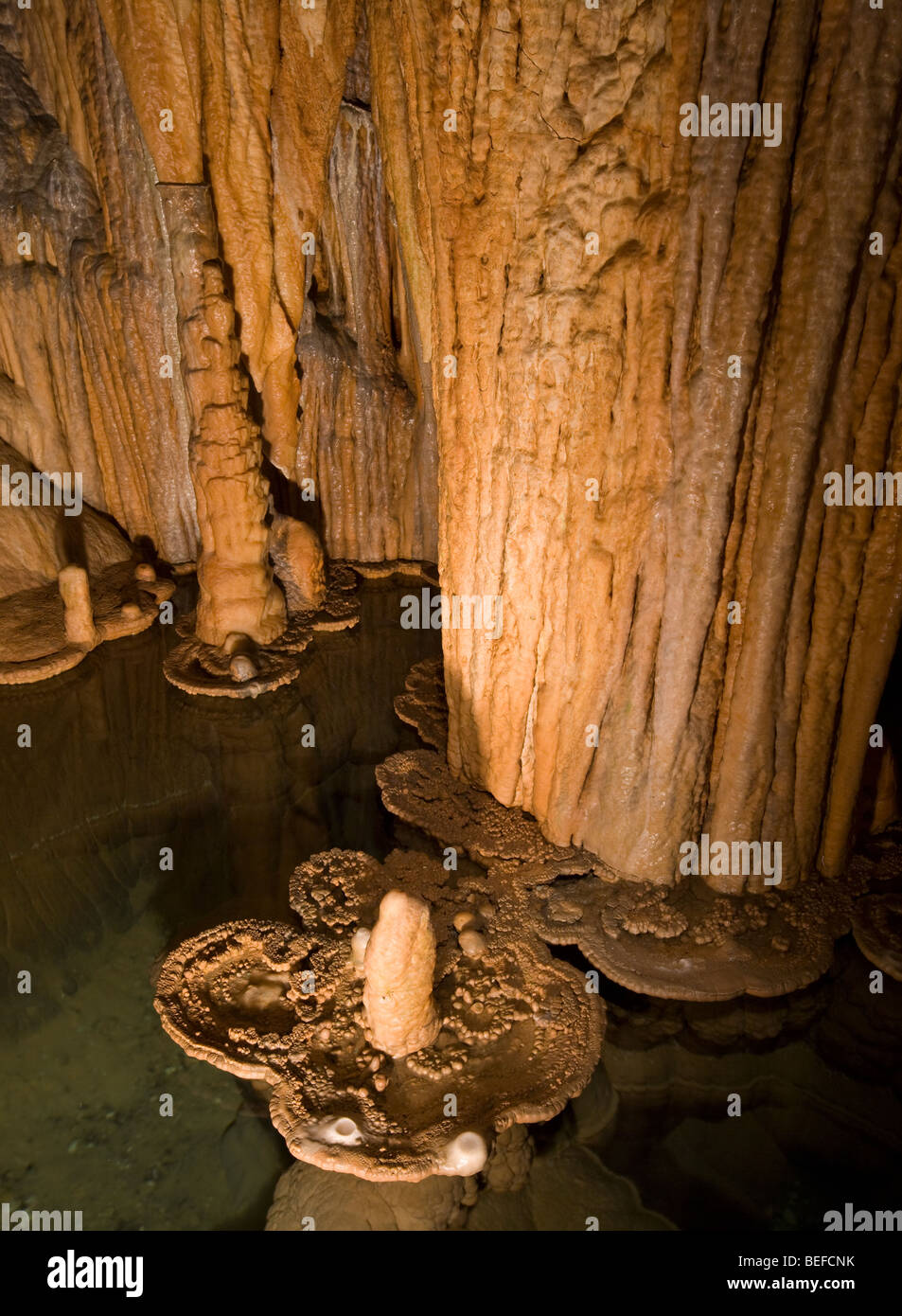Ninfee e altri speleothem, Onondaga Grotta parco dello Stato del Missouri Foto Stock