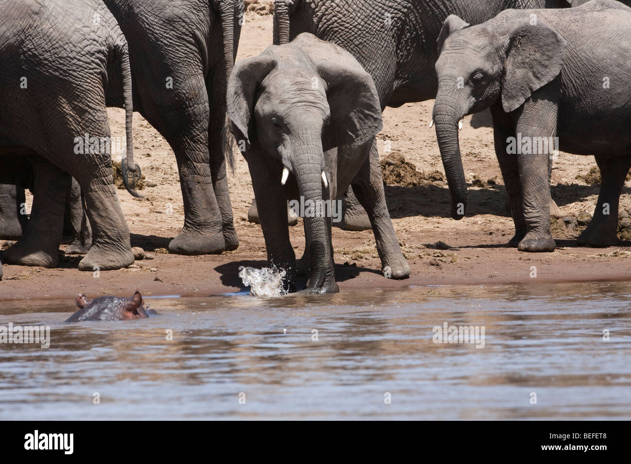 Carino baby elefante africano, sul lungofiume, sbattimenti orecchie, gioca in acqua di fiume schizzi con tronco guardato da Ippona in acqua in il Masai Mara, Kenya Foto Stock