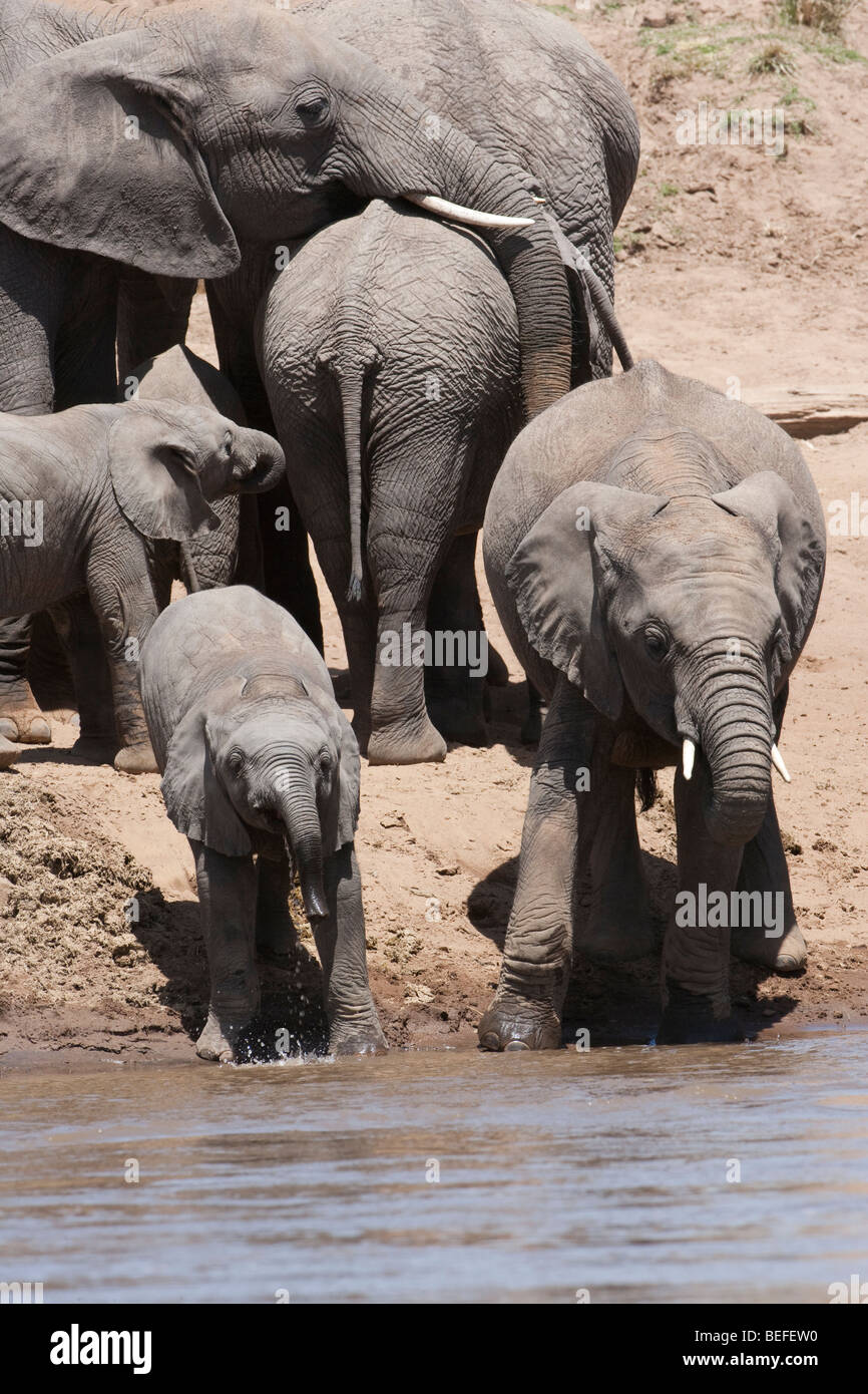 Carino Baby elefante africano Loxodonta africana di imparare a usare trunk da bere a fiume, sullo sfondo della mandria Masai Mara Kenya Foto Stock