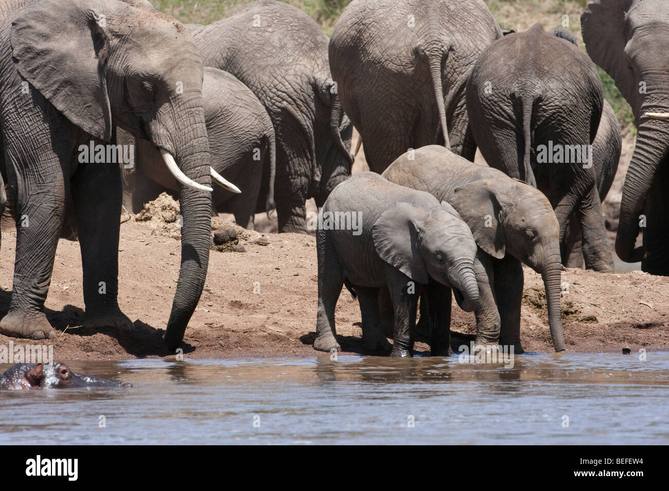 2 carino piccolo baby elefanti bere acqua da riverbank insieme,1 con trunk in bocca, permanente al bordo dei fiumi, mamma guardando, allevamento dietro il Masai Mara Foto Stock