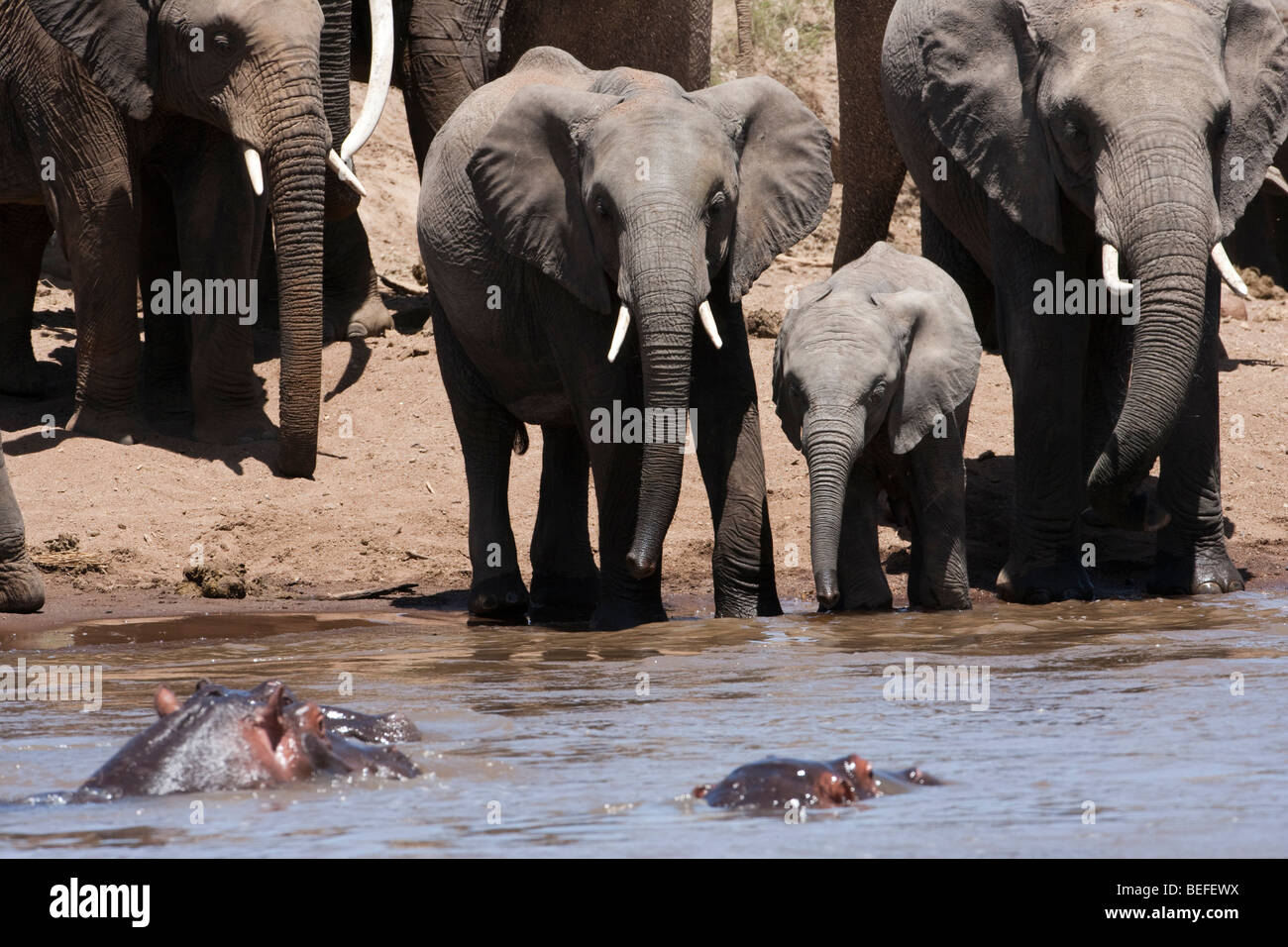 Primo piano dell' elefante africano mandria a riverbank, il bambino e la madre gli elefanti bere acque a bordo orecchie fuori con cautela la visione di ippopotami in acqua Masai Mara Foto Stock