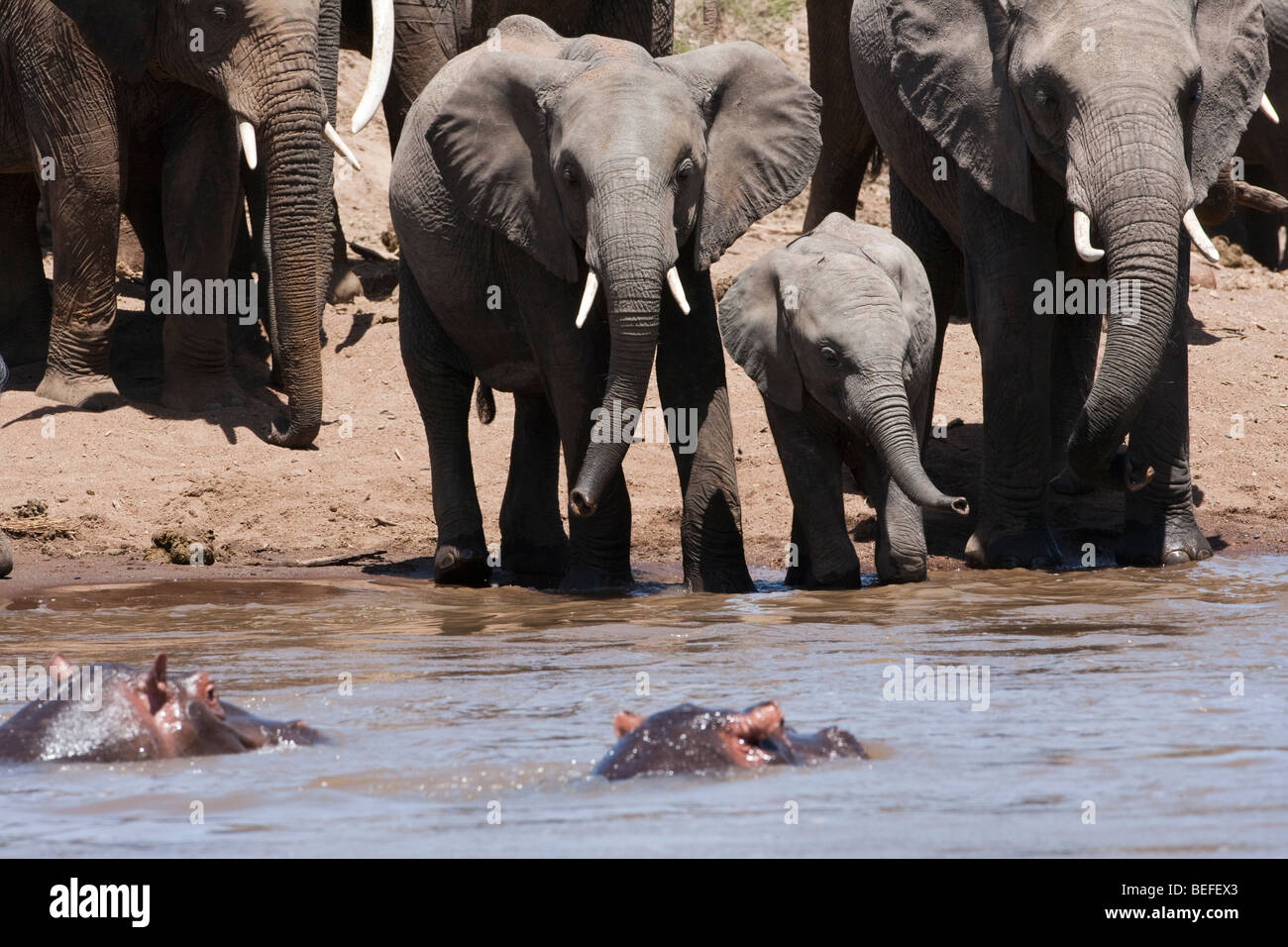 Stand off presso il river una mandria di Elefanti e ippopotami, la madre e il bambino vitello schierate in riverbank curiosamente guardare 2 sommerso ippopotami capi al di fuori dell'acqua Foto Stock