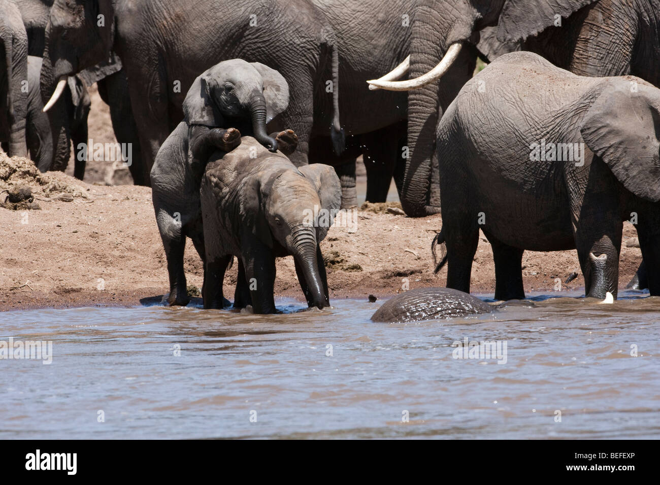 2 funny baby elefanti giocare insieme nel fiume con la balneazione adulto, allevamento di sfondo, Masai Mara Kenya Foto Stock