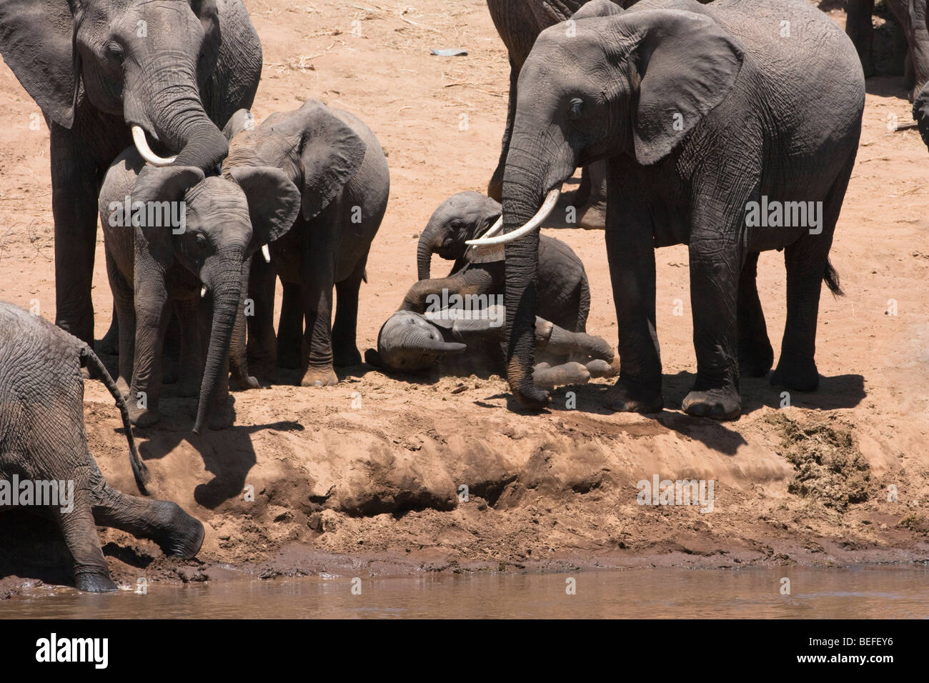 Famiglia numerosa mandria di giocoso elefanti africani, adulti e bambini, baby elefanti riproduzione di rotolamento su terreni fangosi banca di fiume nel Masai Mara del Kenya Foto Stock