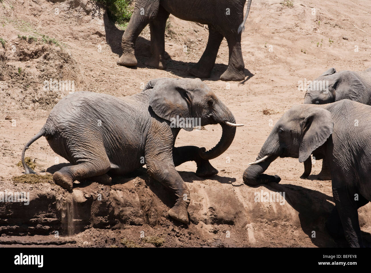 Funny baby elephant giocando e salendo la sporcizia banca del fiume guardato da parte di colleghi, il Masai Mara, Kenya Africa Foto Stock