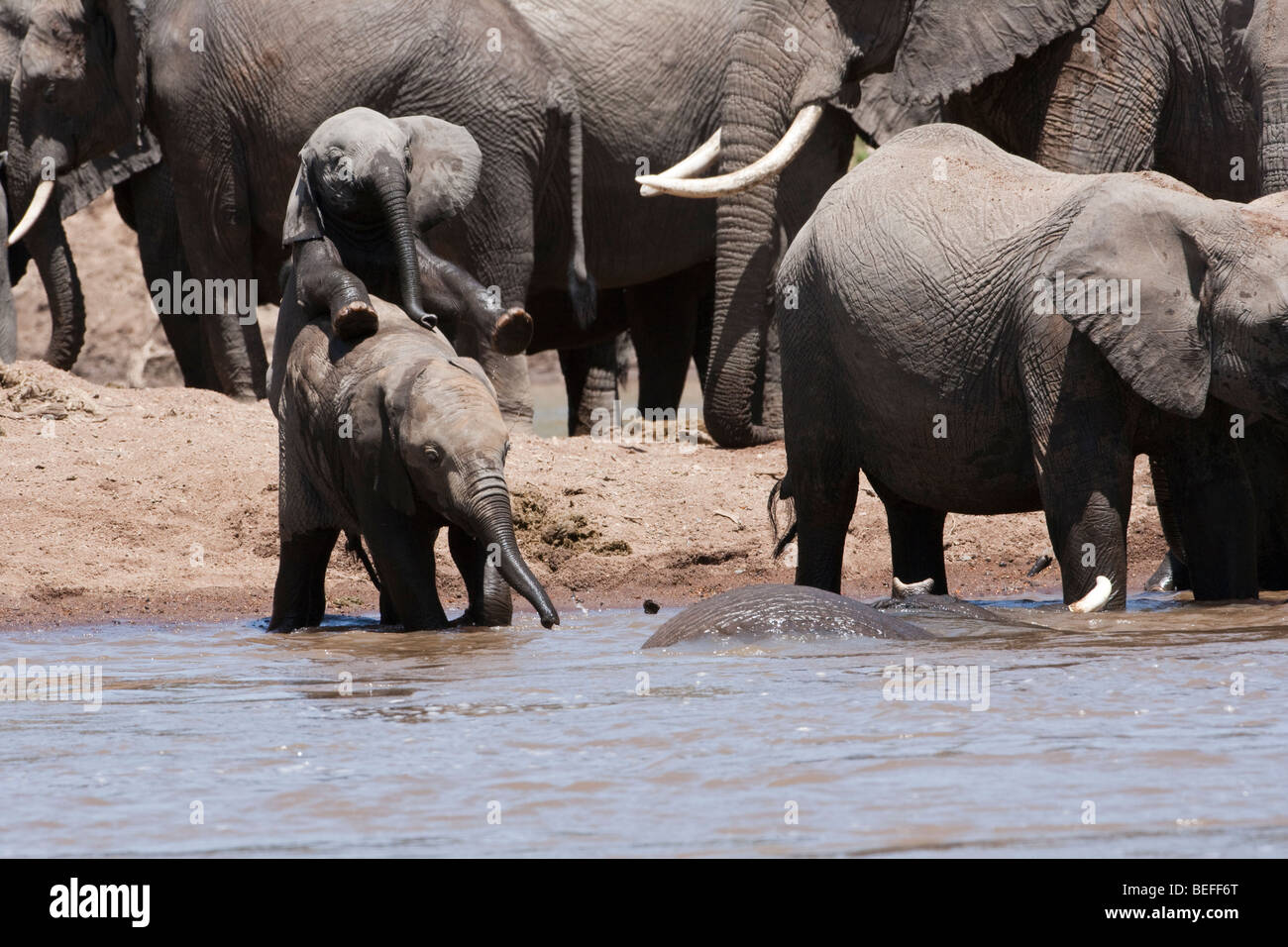 2 funny baby elefanti giocare insieme nel fiume con la balneazione adulto, una mandria di elefanti sfondo, Masai Mara Kenya Foto Stock