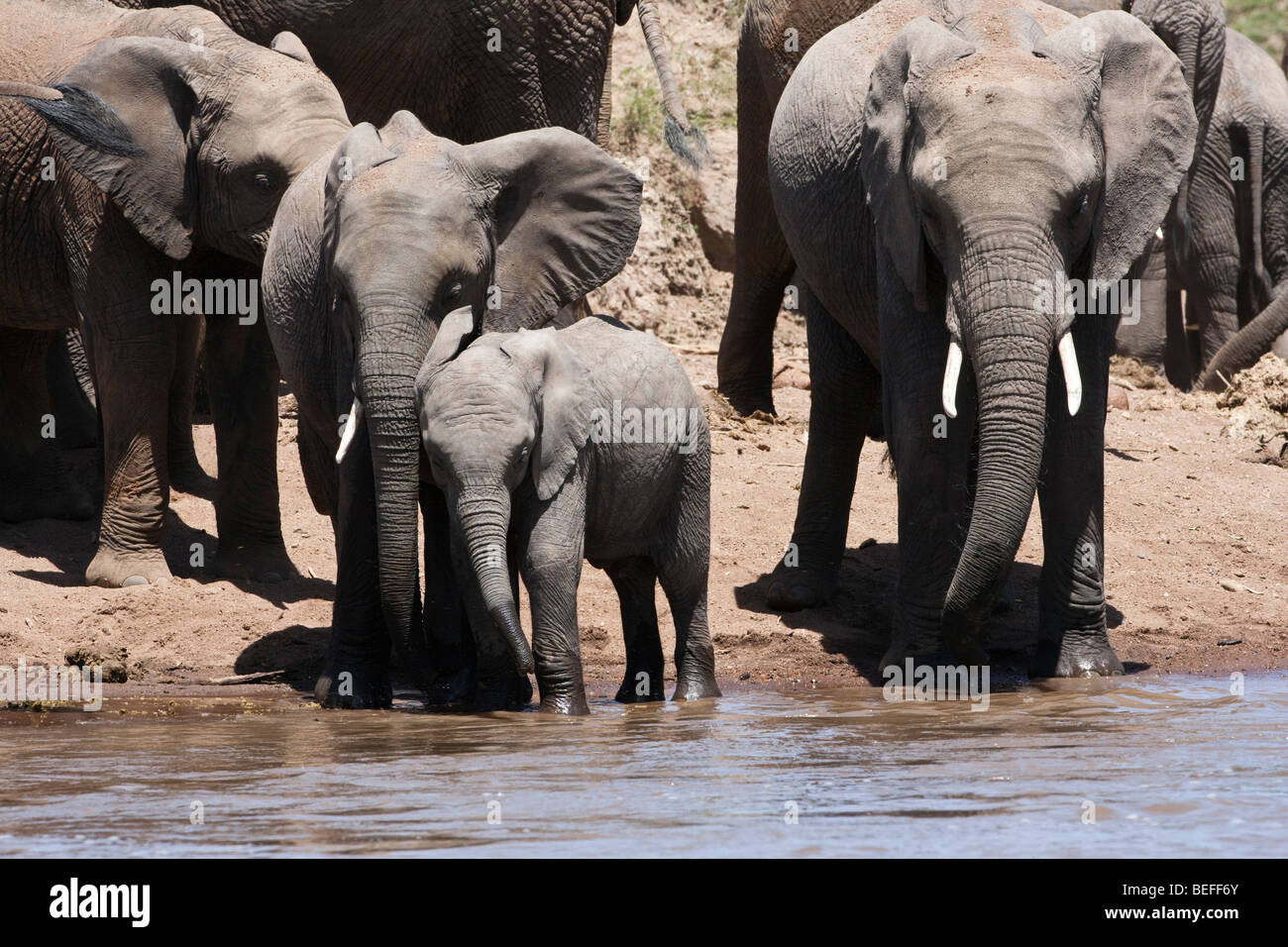 Adorabile piccola baby elephant amorevolmente sfrega e si appoggia contro la elephant costeggiata a bordo dei fiumi, Mom watching, allevamento di sfondo, Masai Mara, Kenya, Africa Foto Stock