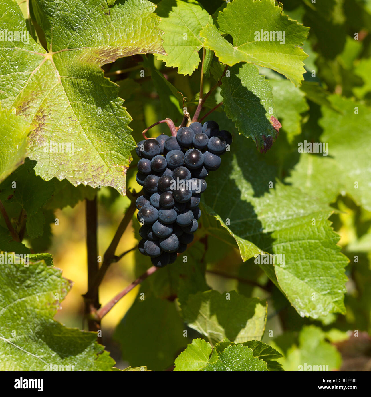 La vite e il grappolo di uva. Foto Stock