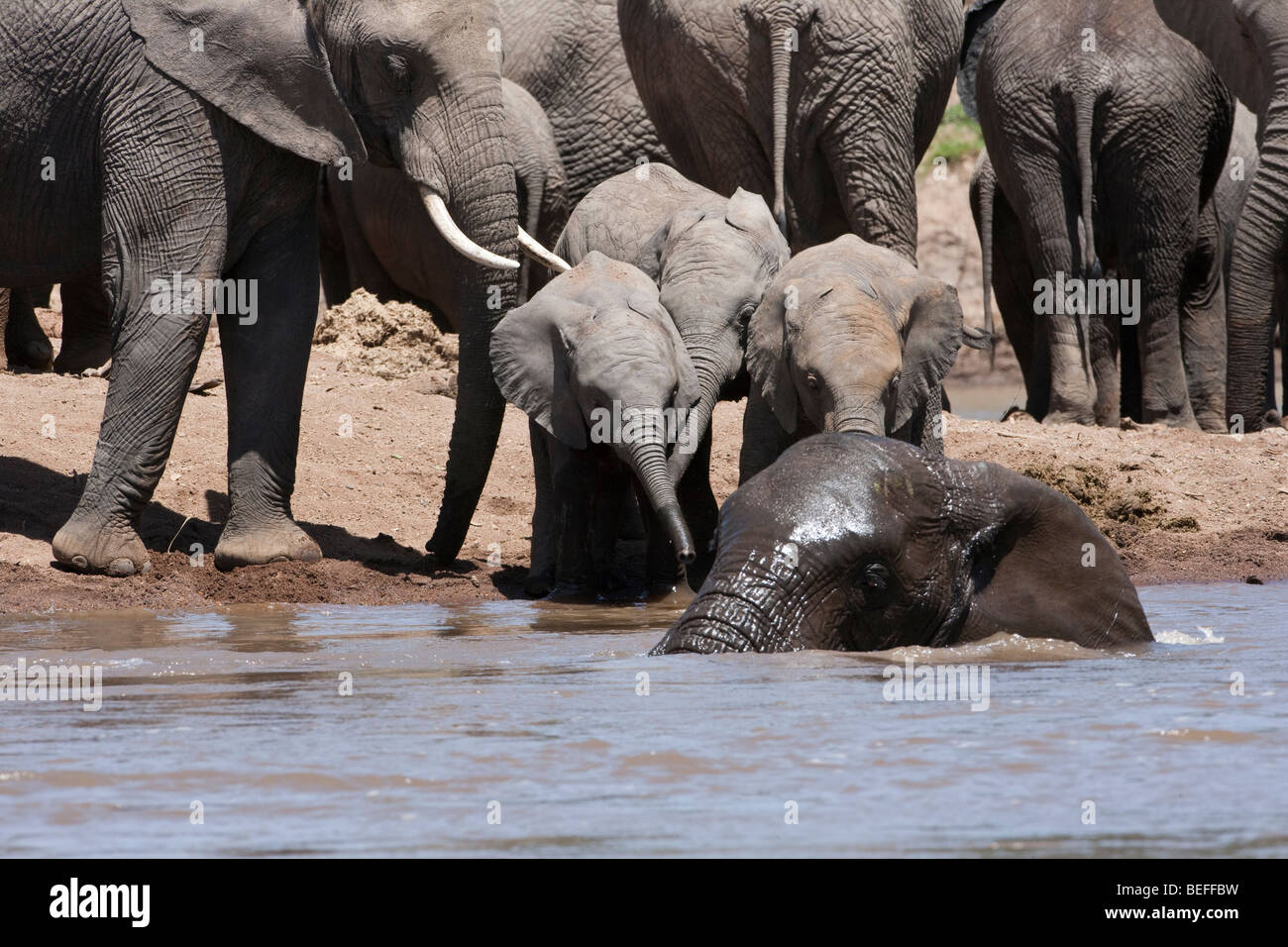 3 carino divertente baby elefanti Loxodonta africana giocare insieme su riverbank guarda elefante adulto la balneazione in acqua mom supervisione nel Masai Mara Kenya Foto Stock