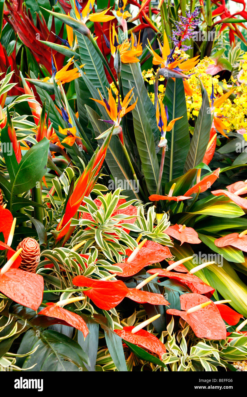 Visualizzazione di piante tropicali da Horticultural Society di Trinidad e Tobago al RHS Chelsea flower show 2009 Foto Stock