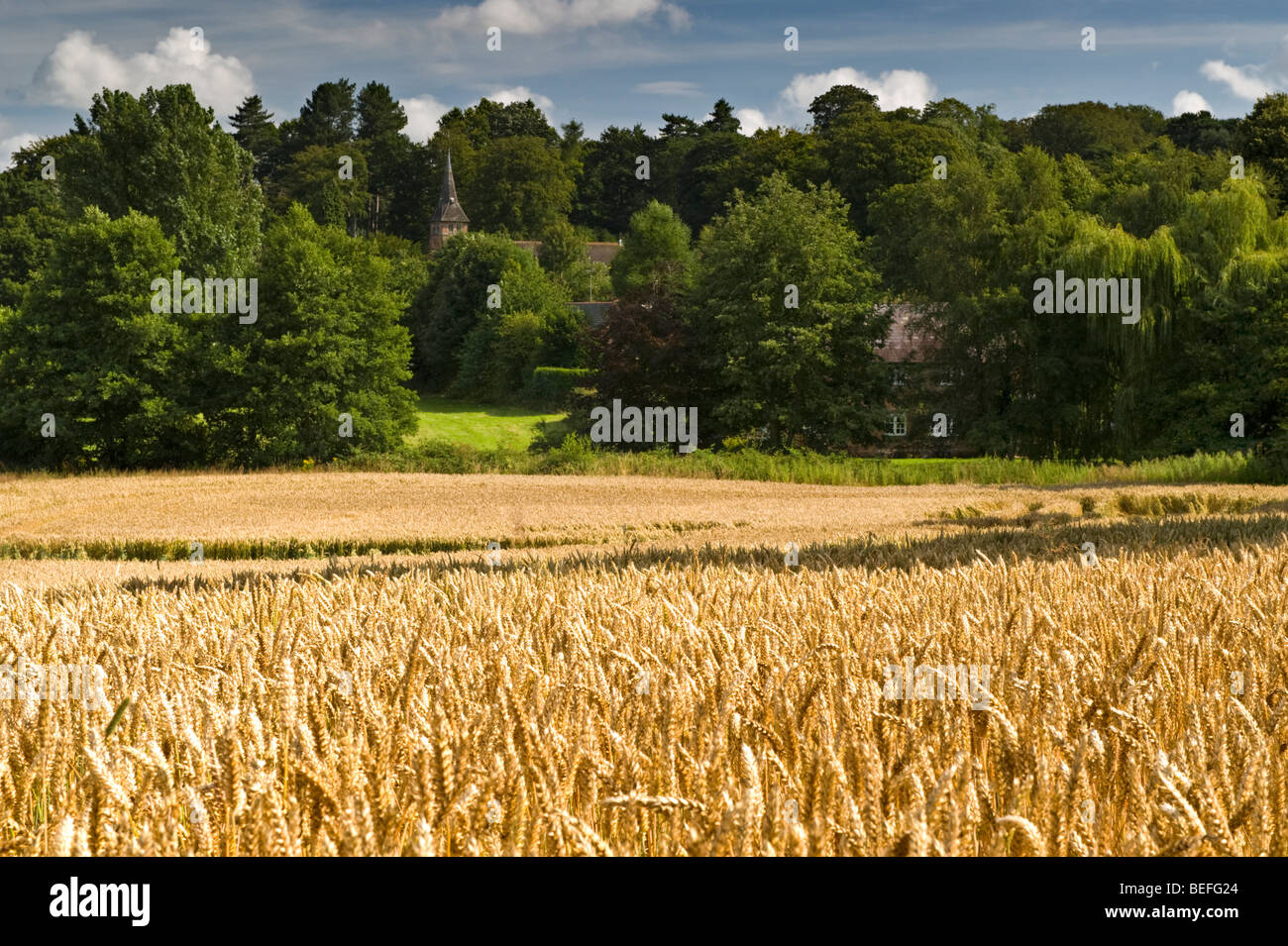 Golden campi di grano che circondano il villaggio di Whitegate, Cheshire, Inghilterra, Regno Unito Foto Stock