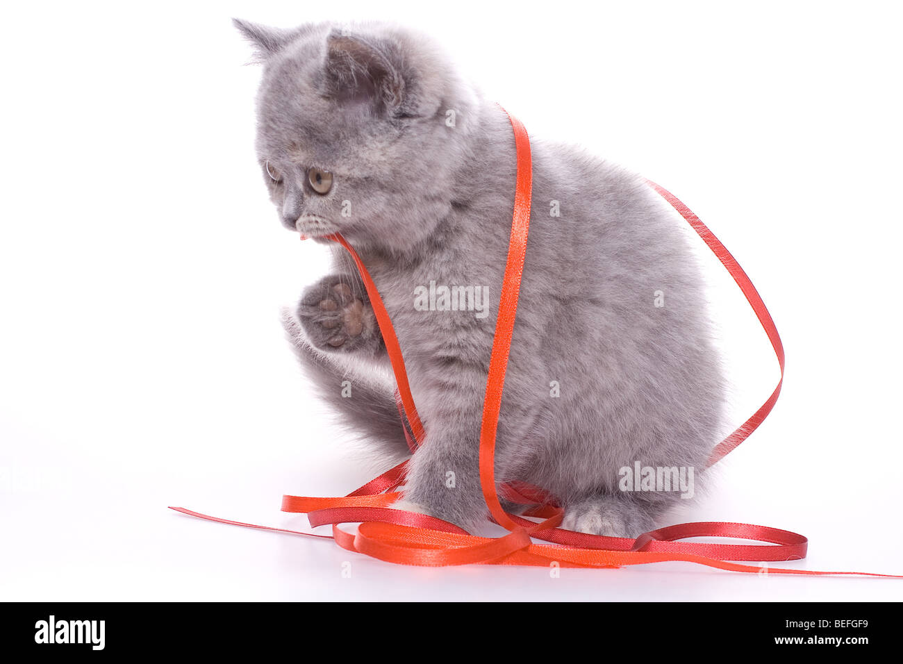 Little kitty con nastro rosso su sfondo bianco Foto Stock