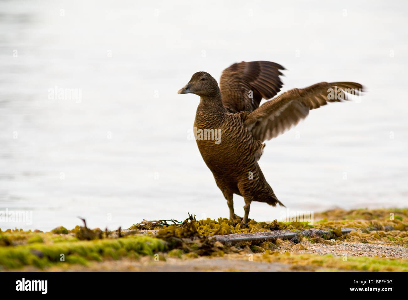 Eider femmina di Anatra ali flapping Fair Isle Shetland Foto Stock