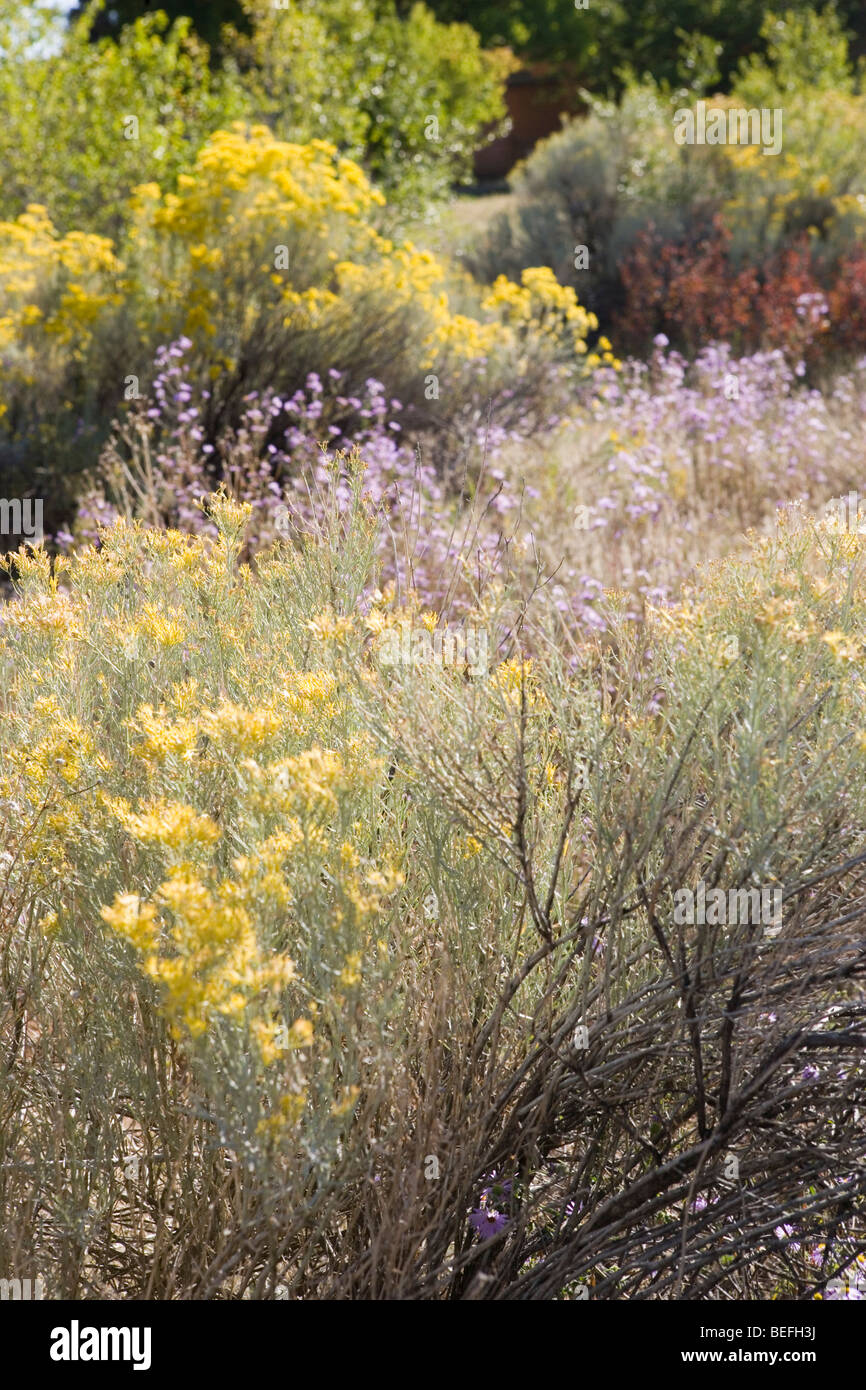 Fiori Selvatici in Santa Fe, New Mexico. Aster e Chamisa Foto Stock