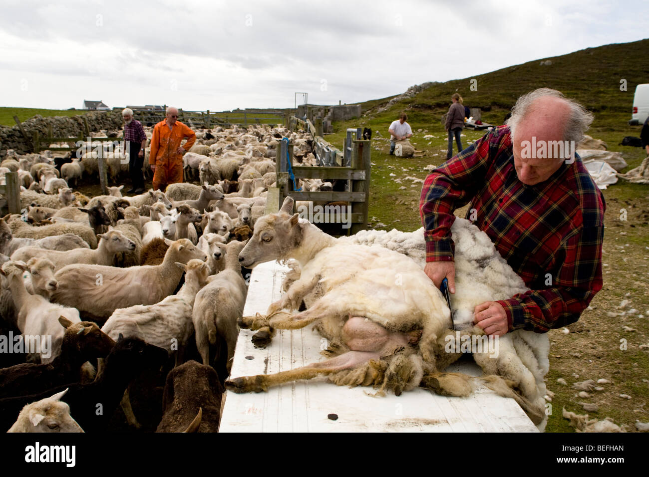L'uomo la tosatura delle pecore sul Fair Isle Shetland Foto Stock