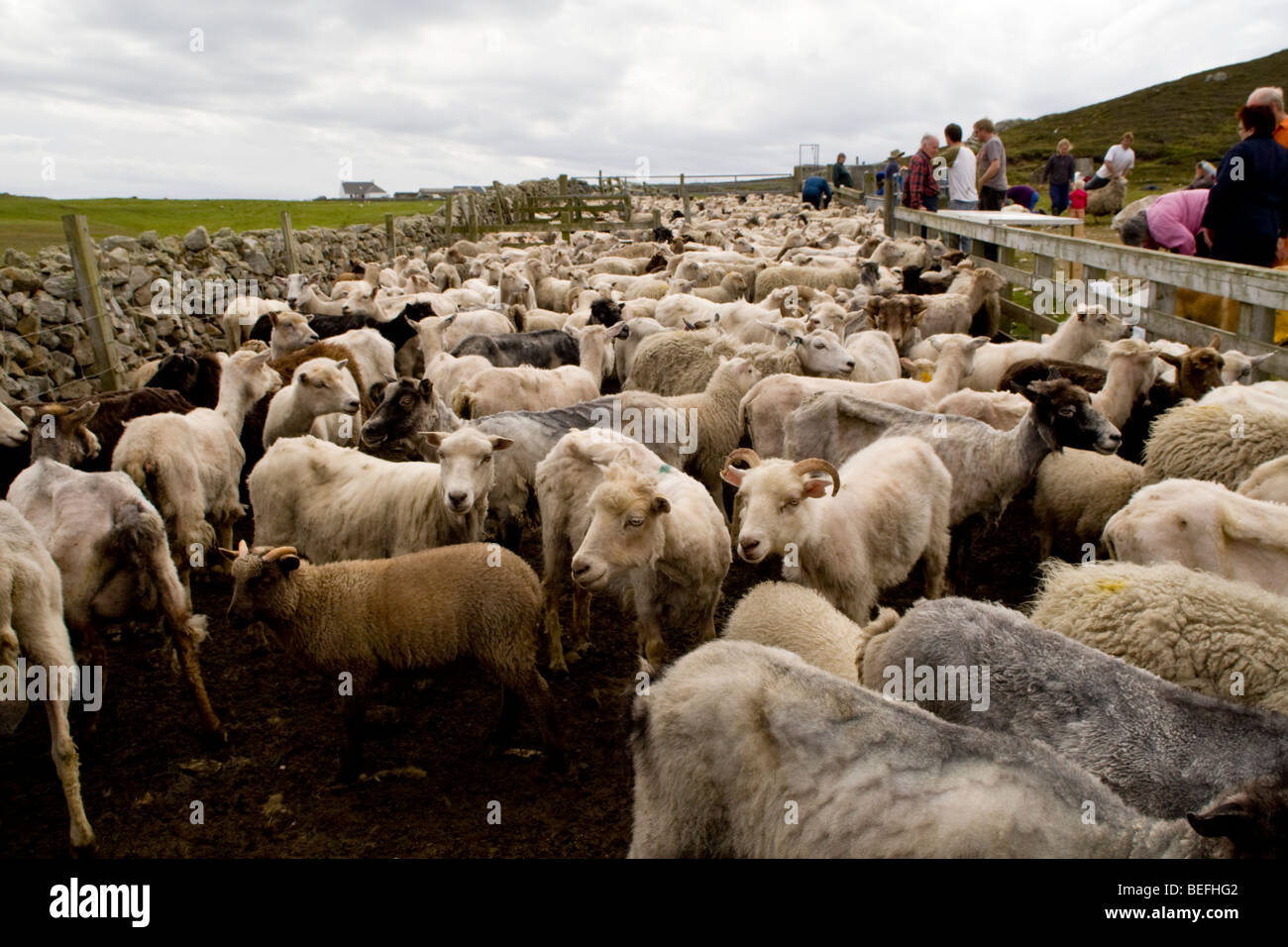 Pecore in penna Fair Isle Shetland Foto Stock