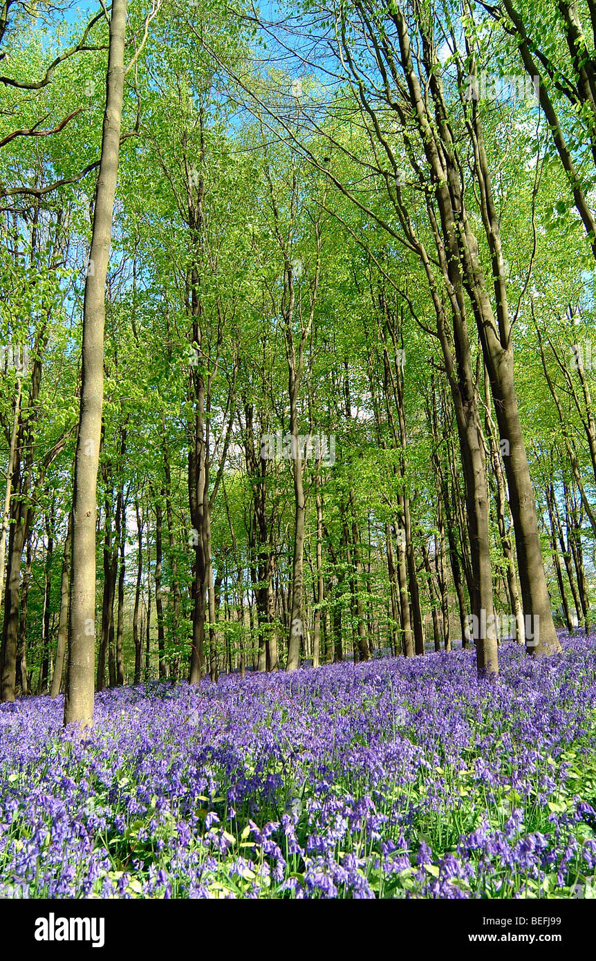 Bluebell boschi Hampshire Inghilterra Foto Stock