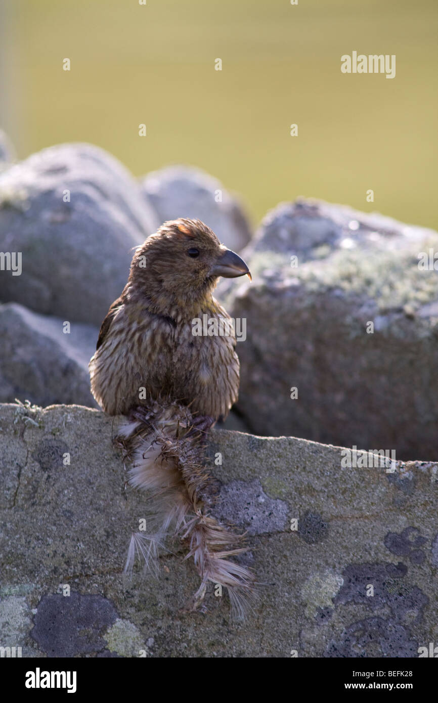 Crossbill comune mangiare thistle capi sul Fair Isle Shetland Foto Stock