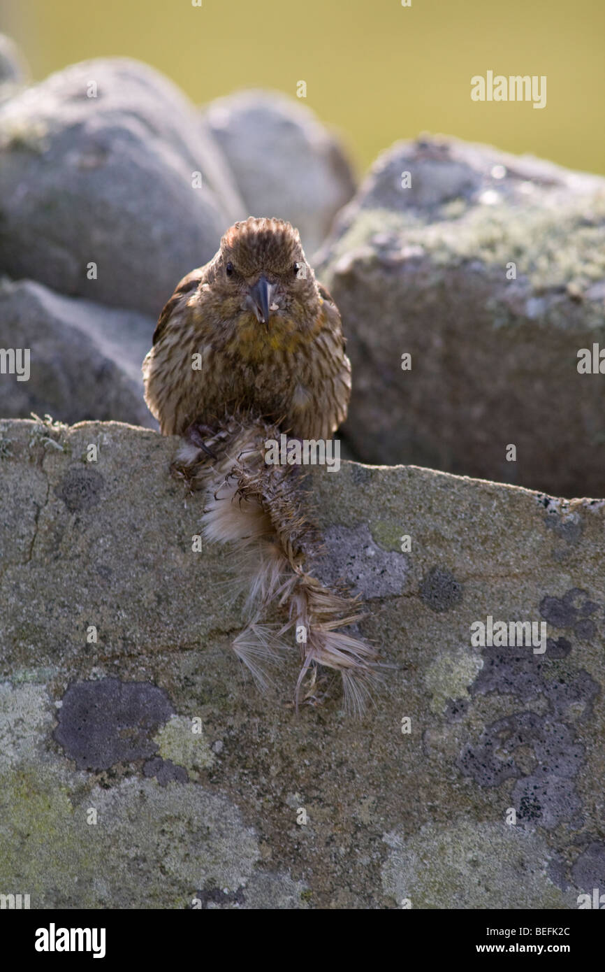 Crossbill comune mangiare thistle capi sul Fair Isle Shetland Foto Stock