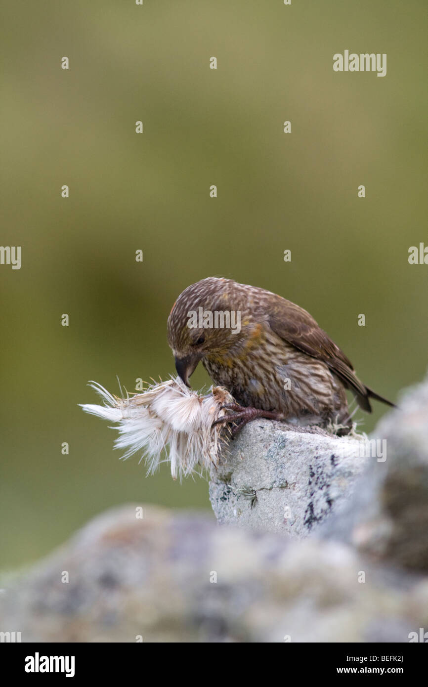 Crossbill comune mangiare thistle capi sul Fair Isle Shetland Foto Stock
