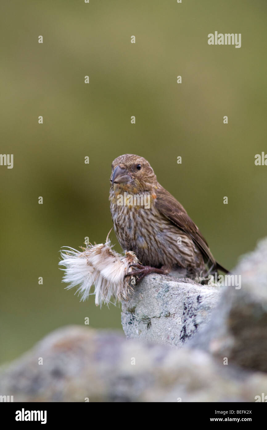 Crossbill comune mangiare thistle capi sul Fair Isle Shetland Foto Stock