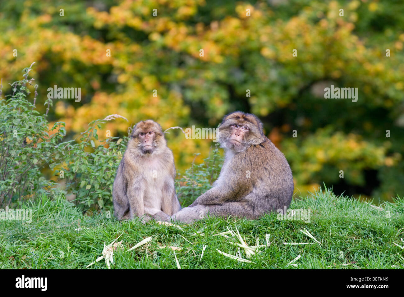 Barberia macachi Monkey Forest a Trentham, Stoke, Regno Unito Foto Stock