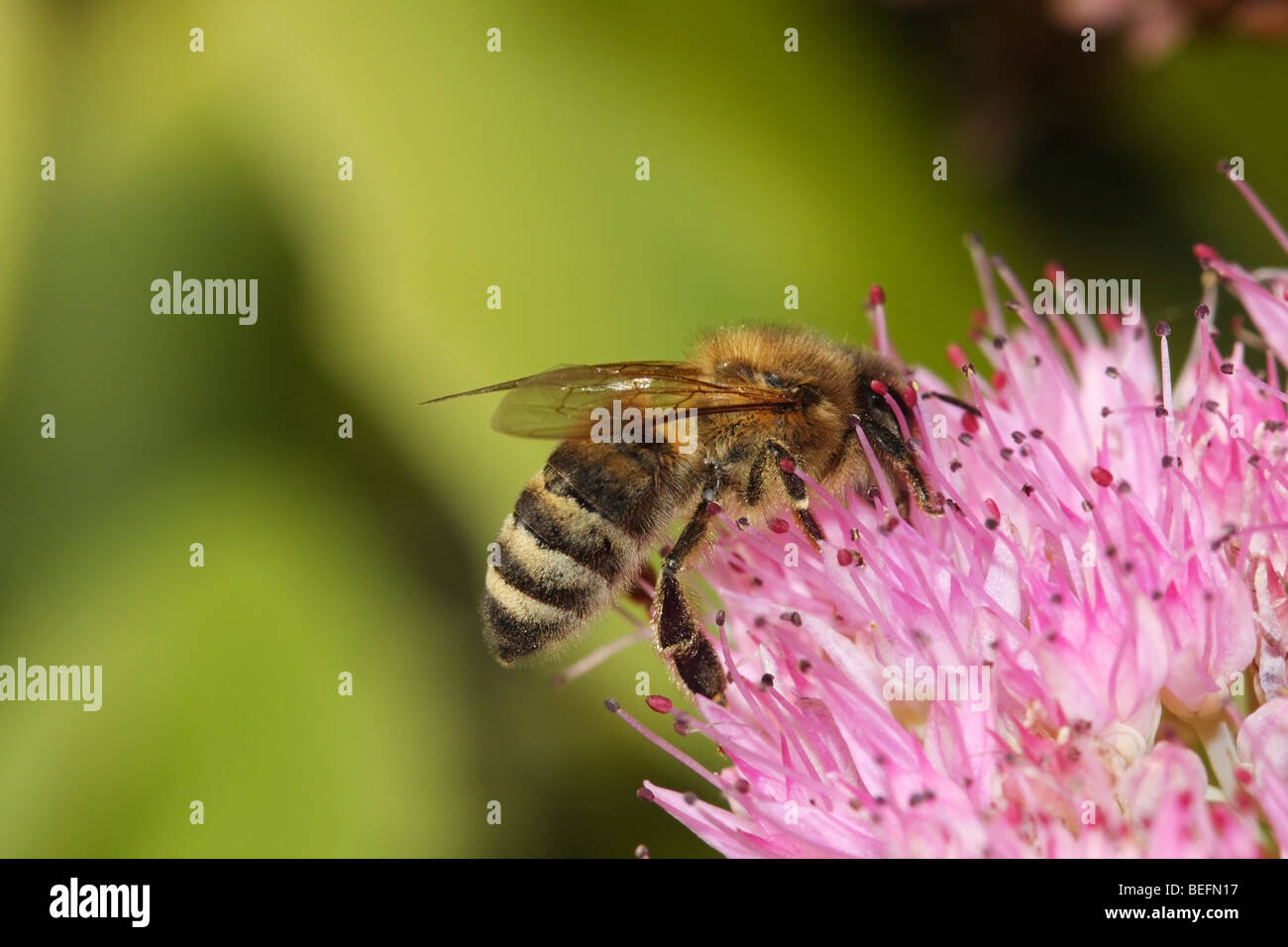 Honey Bee Apis mellifera sul fiore Regno Unito Foto Stock